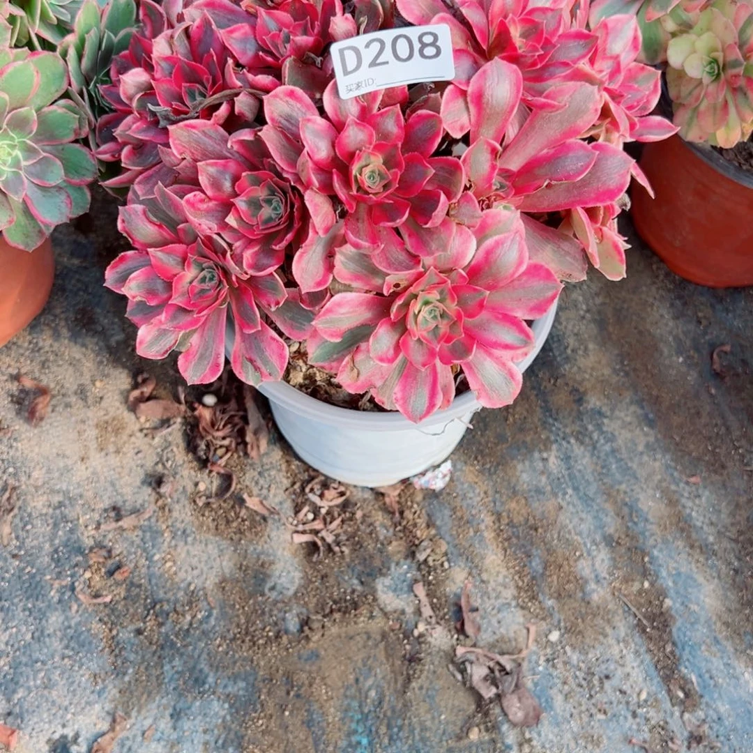 208女妖多肉植物法师多肉