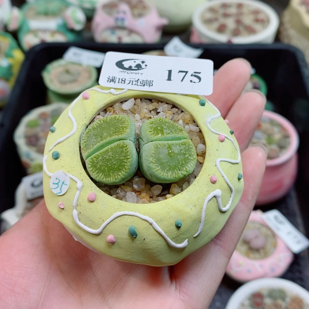 生石花花花花花花花175