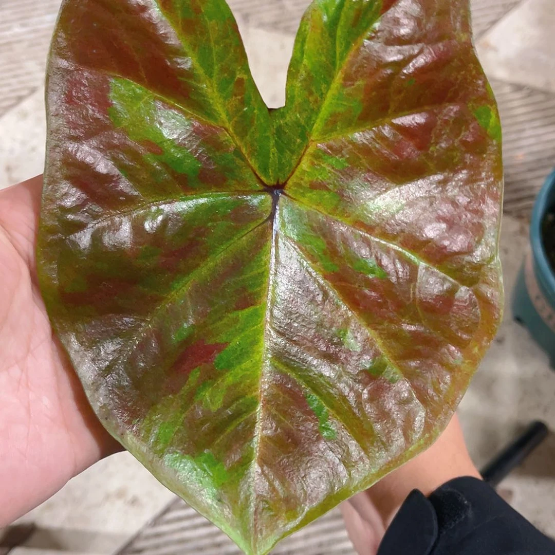 完全开放603泰彩