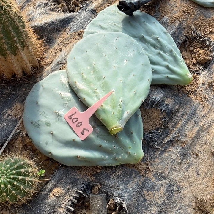 蓝静仙人掌三片3009