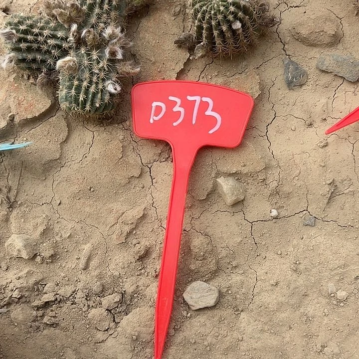 ?****?D373,bir代汤姆