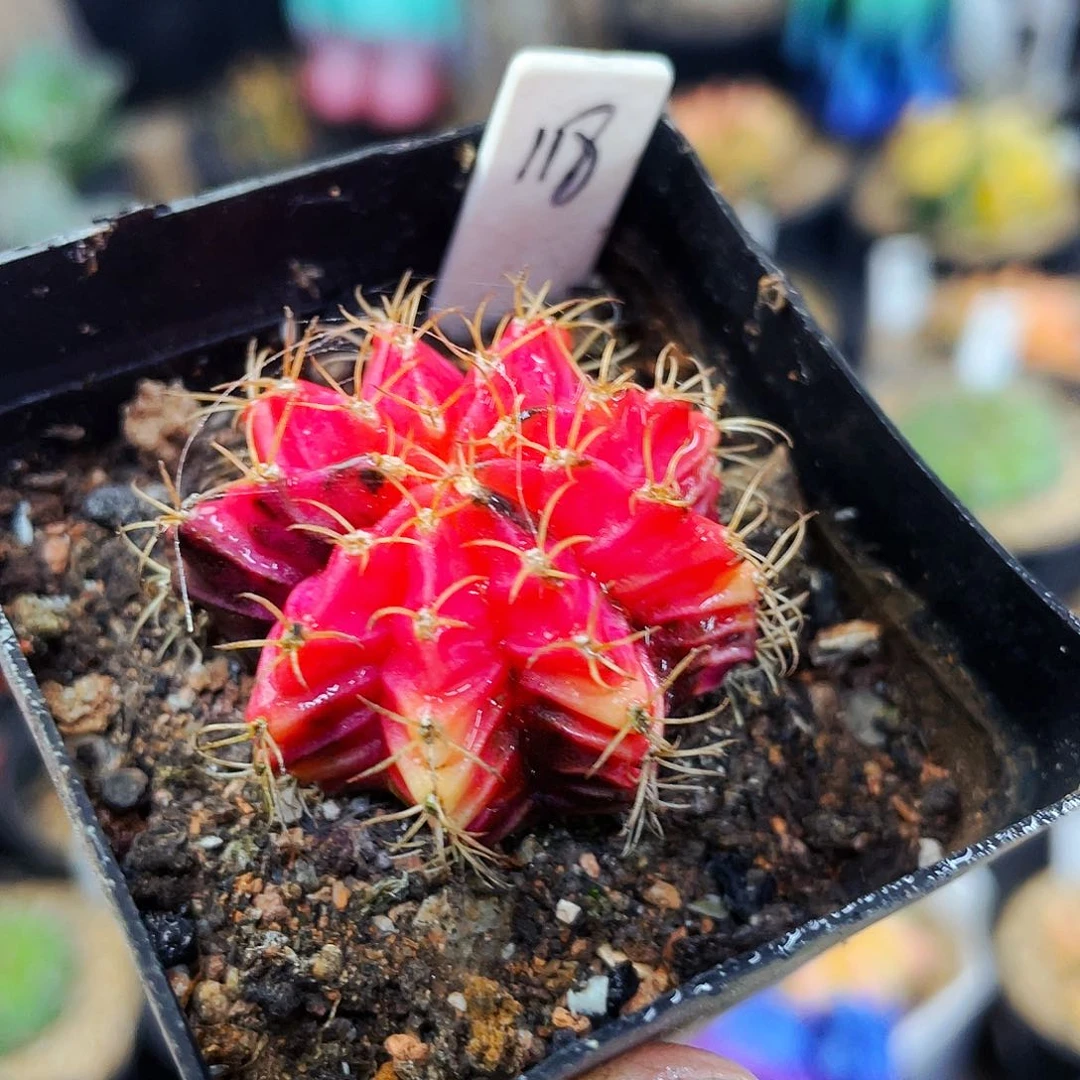 非偏远地区满25包邮仙人球