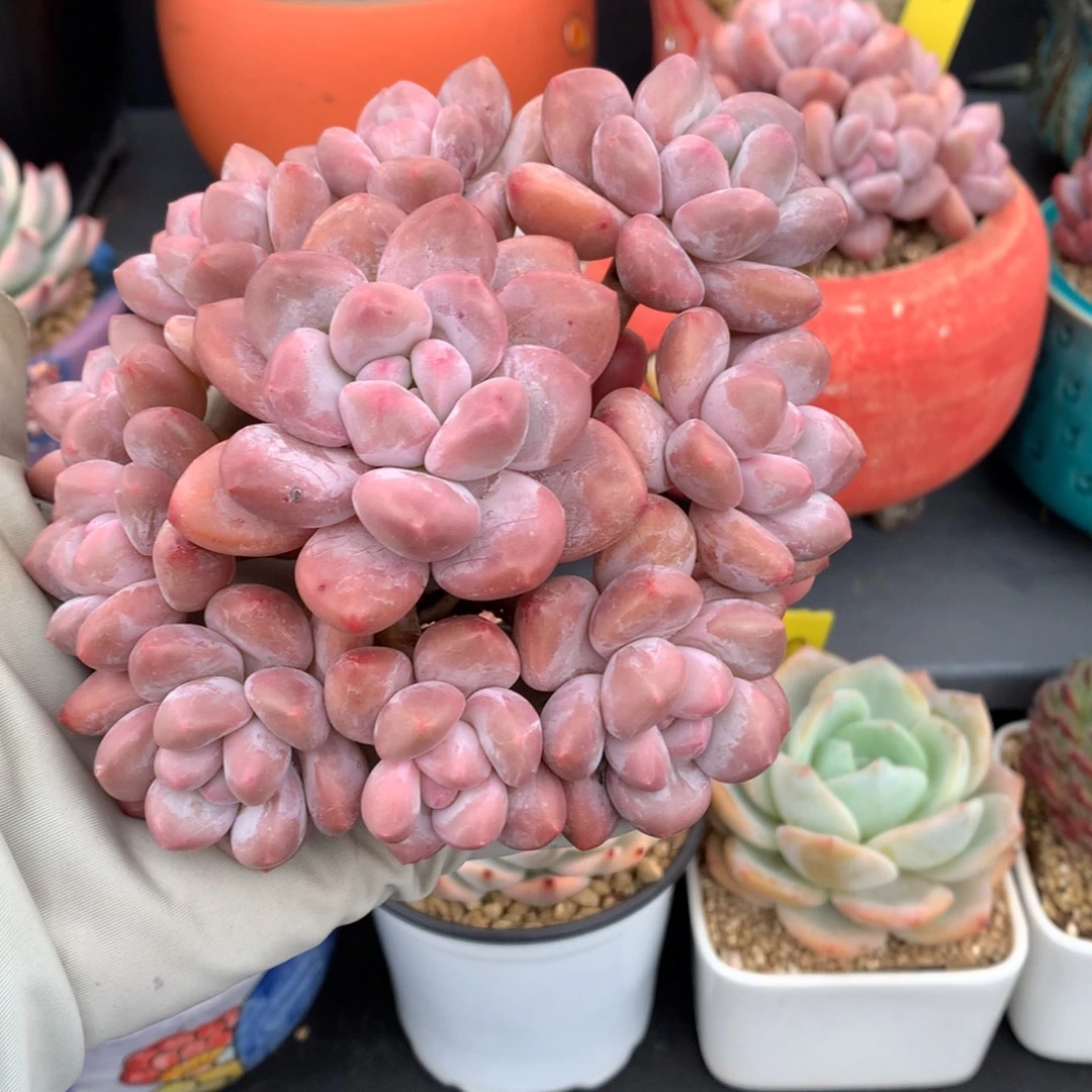 我们家的小姐姐们