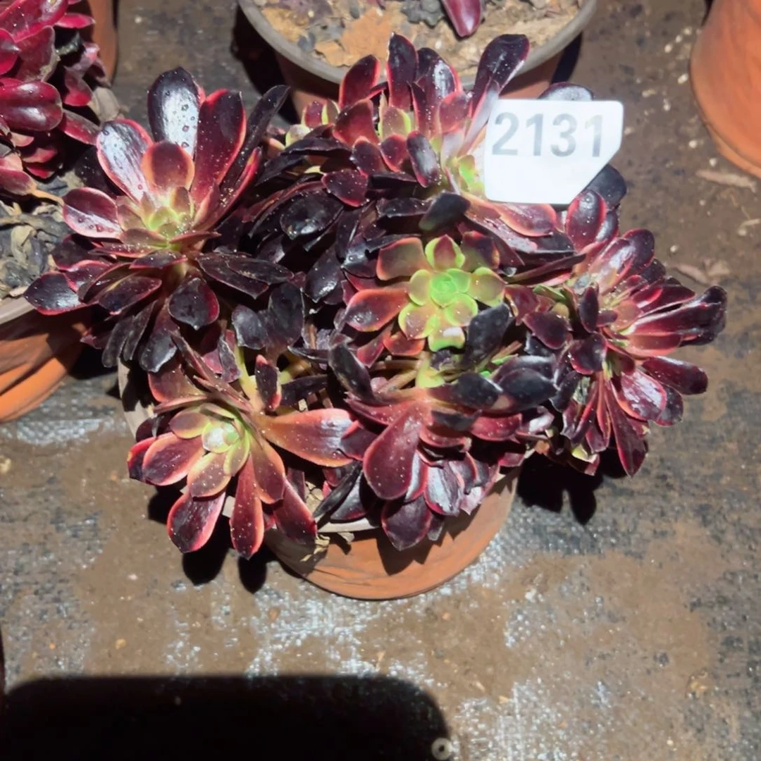 2131 号多肉植物法师新年福利