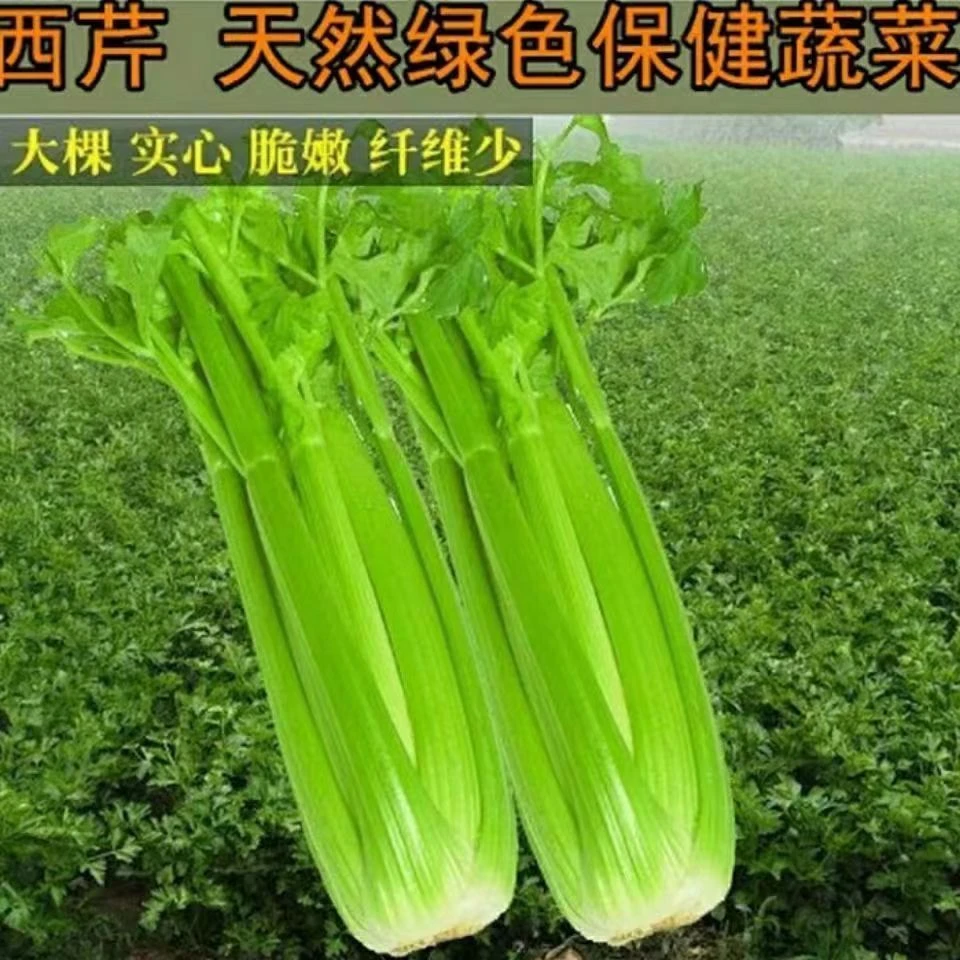 【满5包包邮】大肉西芹种子四季播肉厚脆爽洋芹菜种子阳菜籽耐热