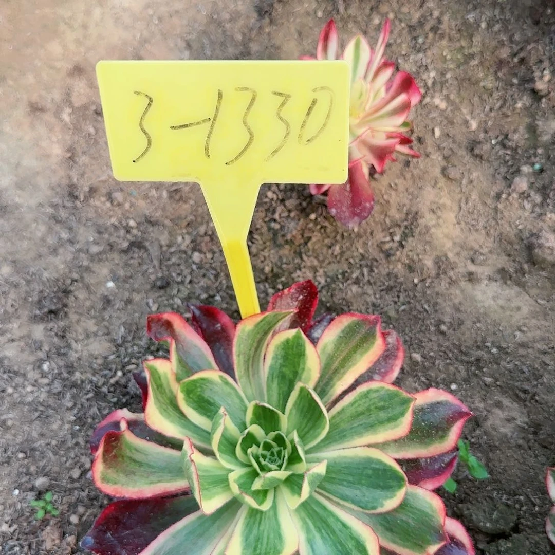 3-1330---魅影多头多肉