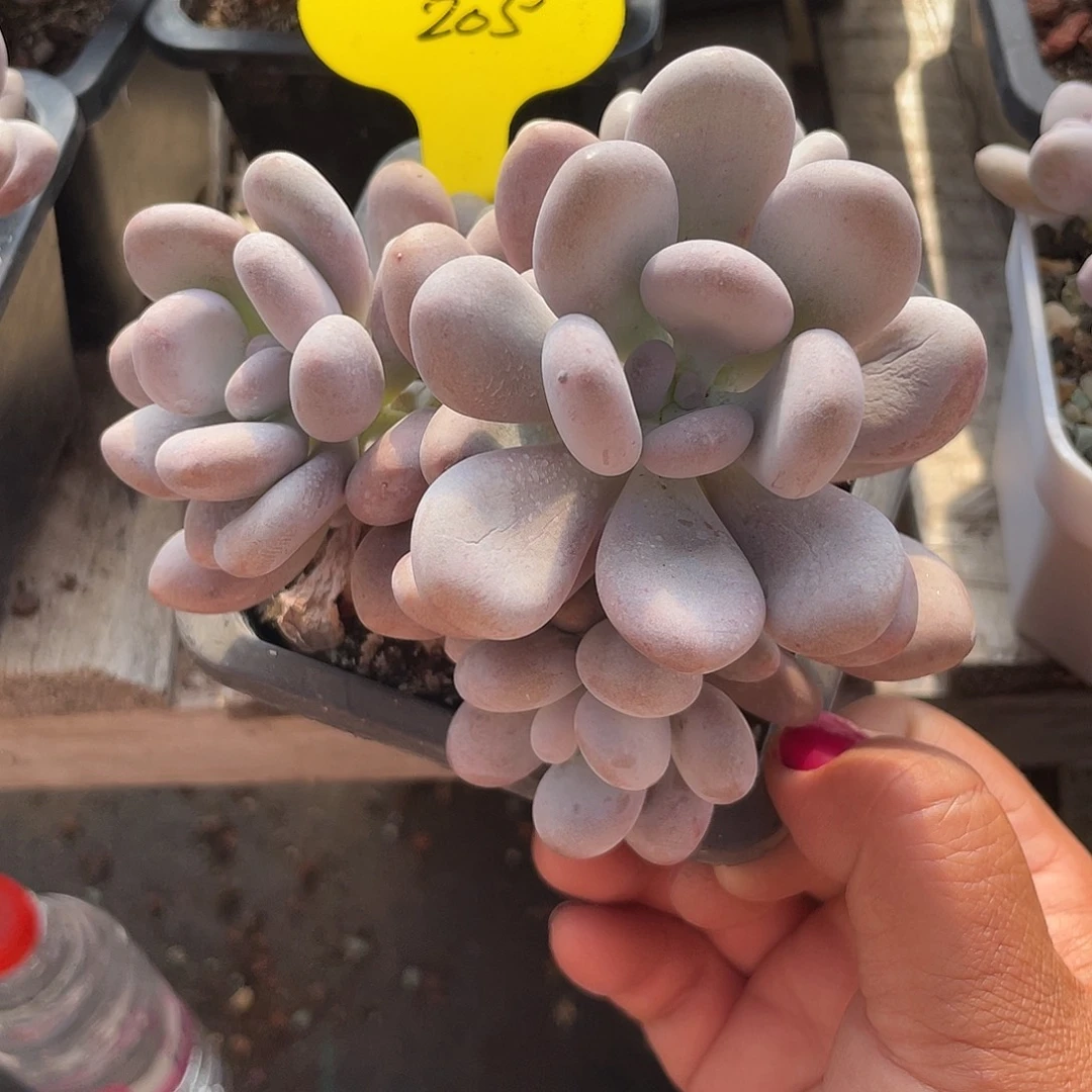 蛋黄奶多肉植物205