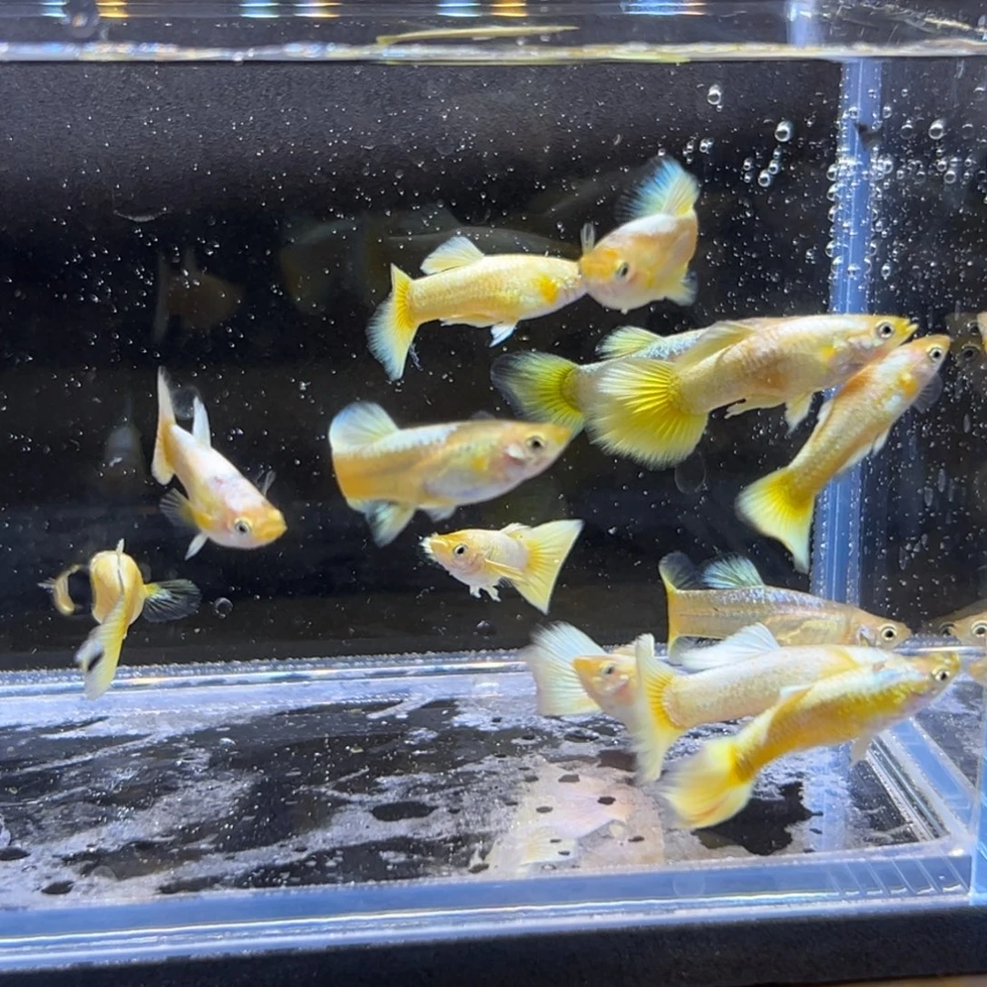 孔雀鱼黄金满麟孔雀鱼6条备损4条