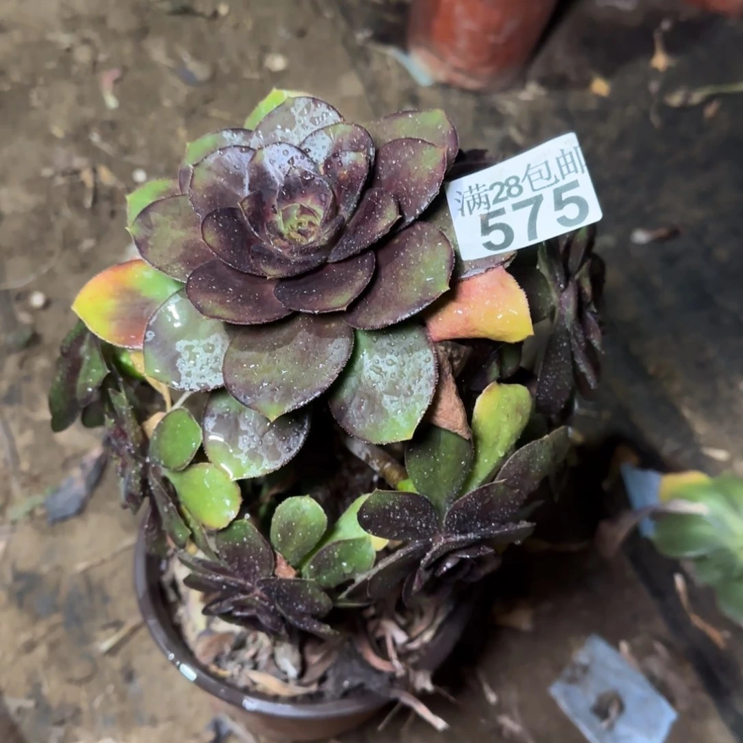 炫彩圆叶多肉575满28包邮断枝不包