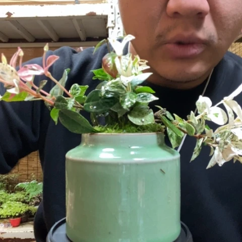 红陶一物一拍所见即所得57