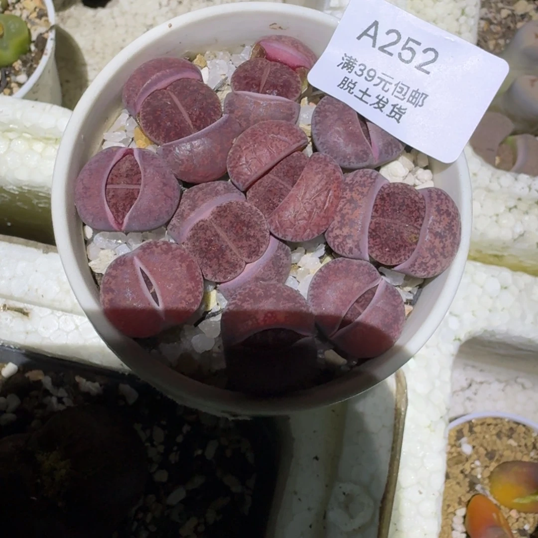 252多肉哈哈哈哈哈哈哈