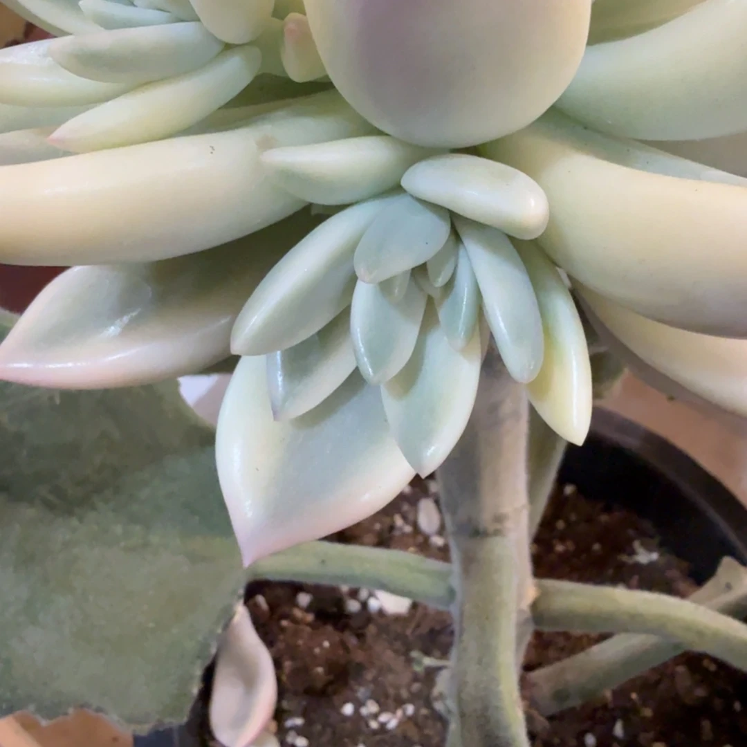 仙贝侧芽可上占木 安吉园艺