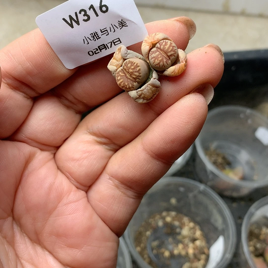 W316多肉植物保护研究所