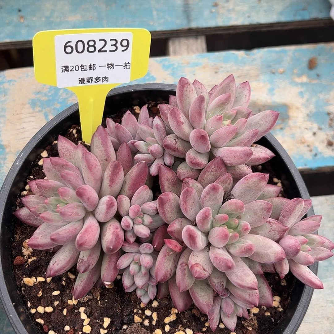 608239 流沙虞美人10头无砍群 必须冷链发货