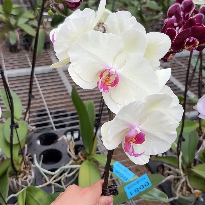 小***z完全开放A0086蝴蝶兰一物一拍