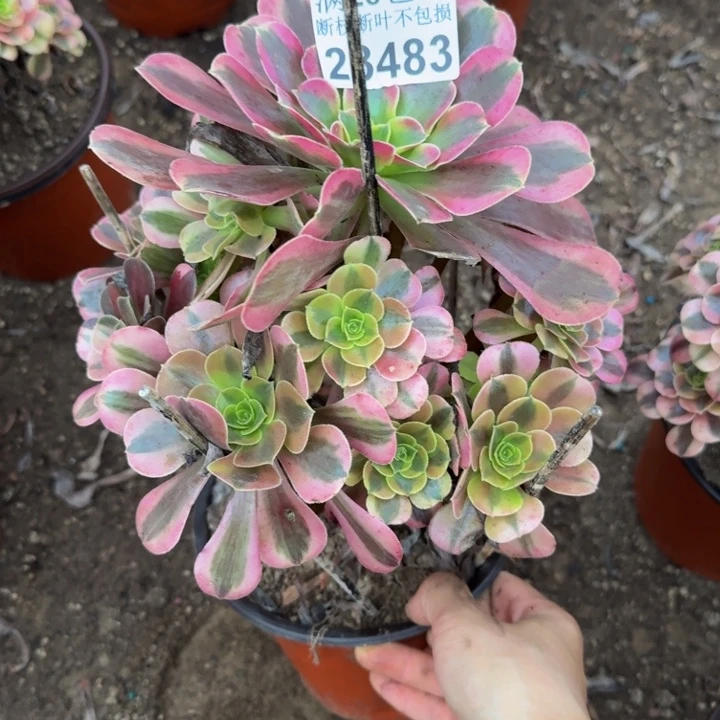 23483美杜莎多肉植物