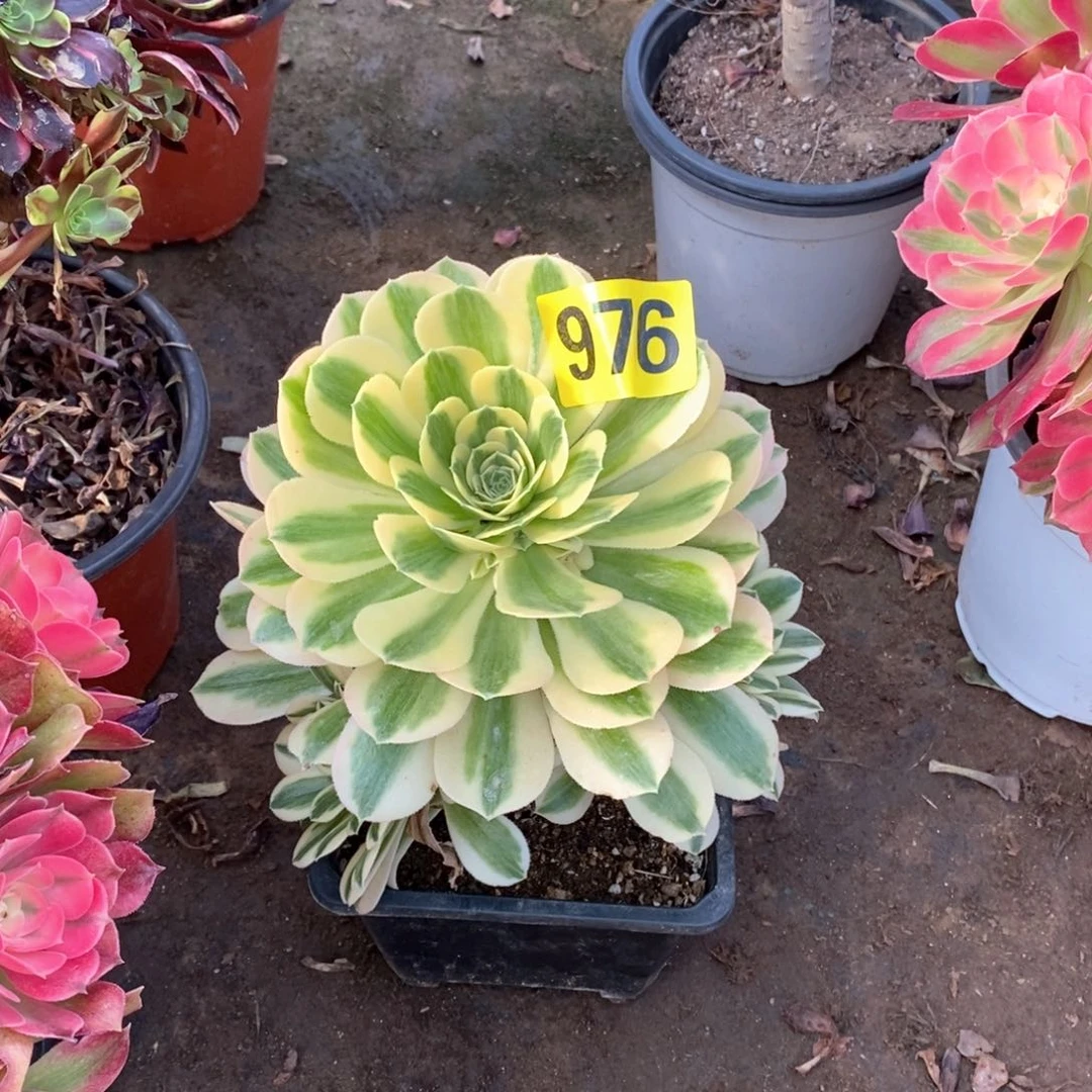 迈巴赫多肉法师976