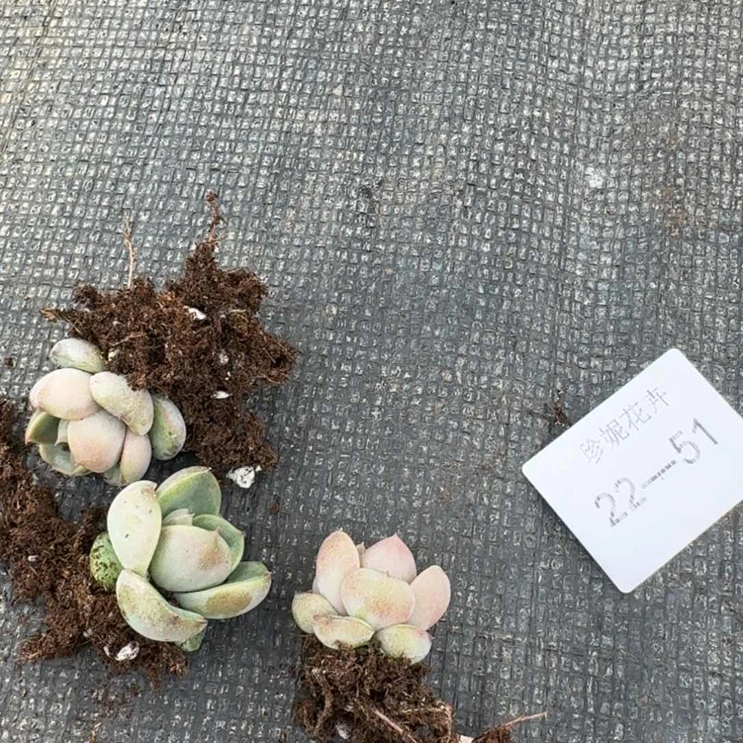 皮艾拉珍妮特树三颗量拍22-51