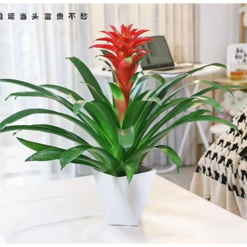 鸿运当头盆栽水培小红星凤梨花带花绿植室内客厅大型办公室绿植王