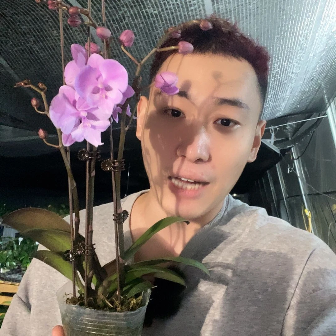 无花朵禹城王子3剑带花