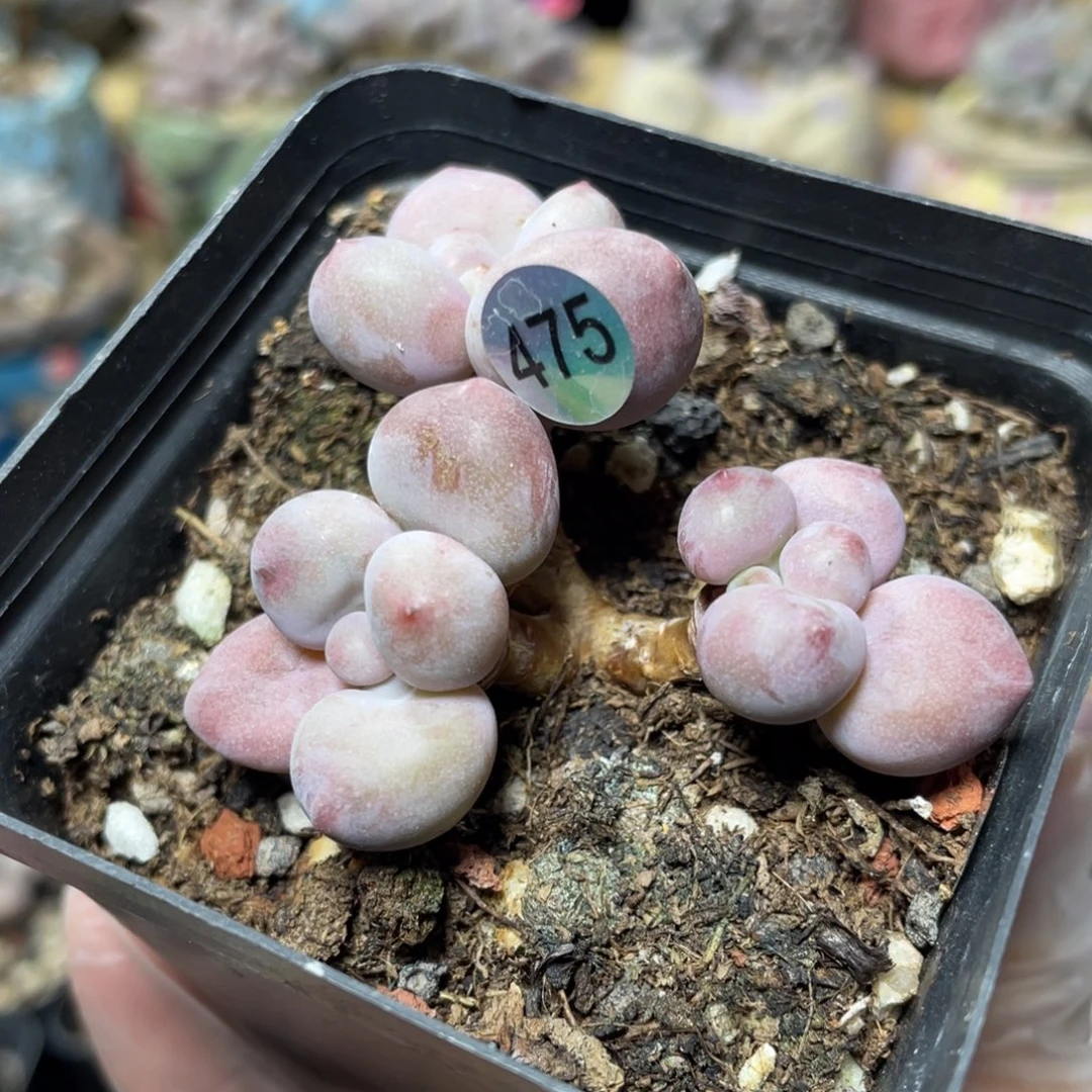 贵妃奶酪多肉植物