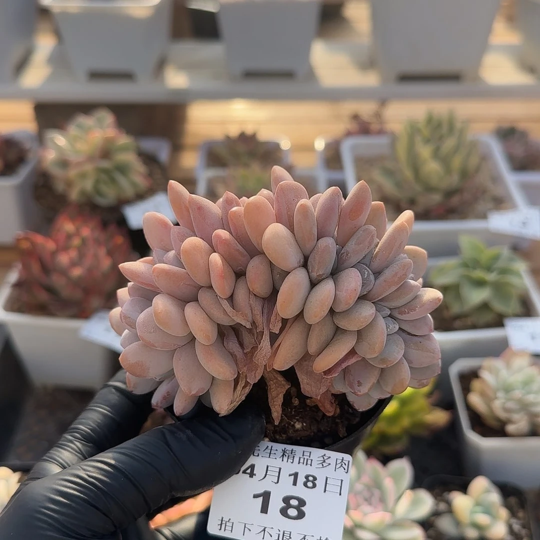 0418-18粉兔缀化
