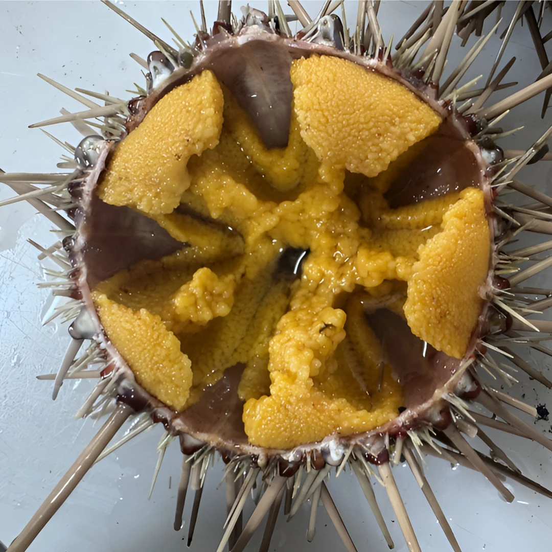 大连旅顺黄金胆一斤称4-6只顺丰邮速达全国包邮