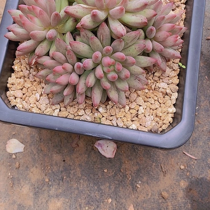 帅***帅虞美人多肉植物大桩