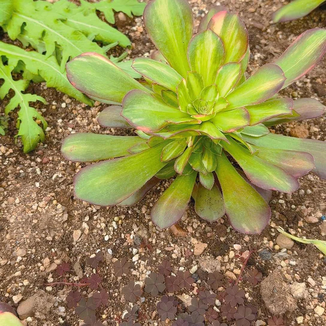 绍七彩手捧多肉植物