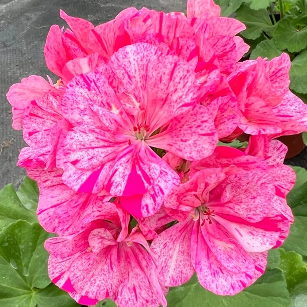 《蜡染舞裙》直立天竺葵蜡染舞裙品种勤花好养花色丰富适合阳台养护