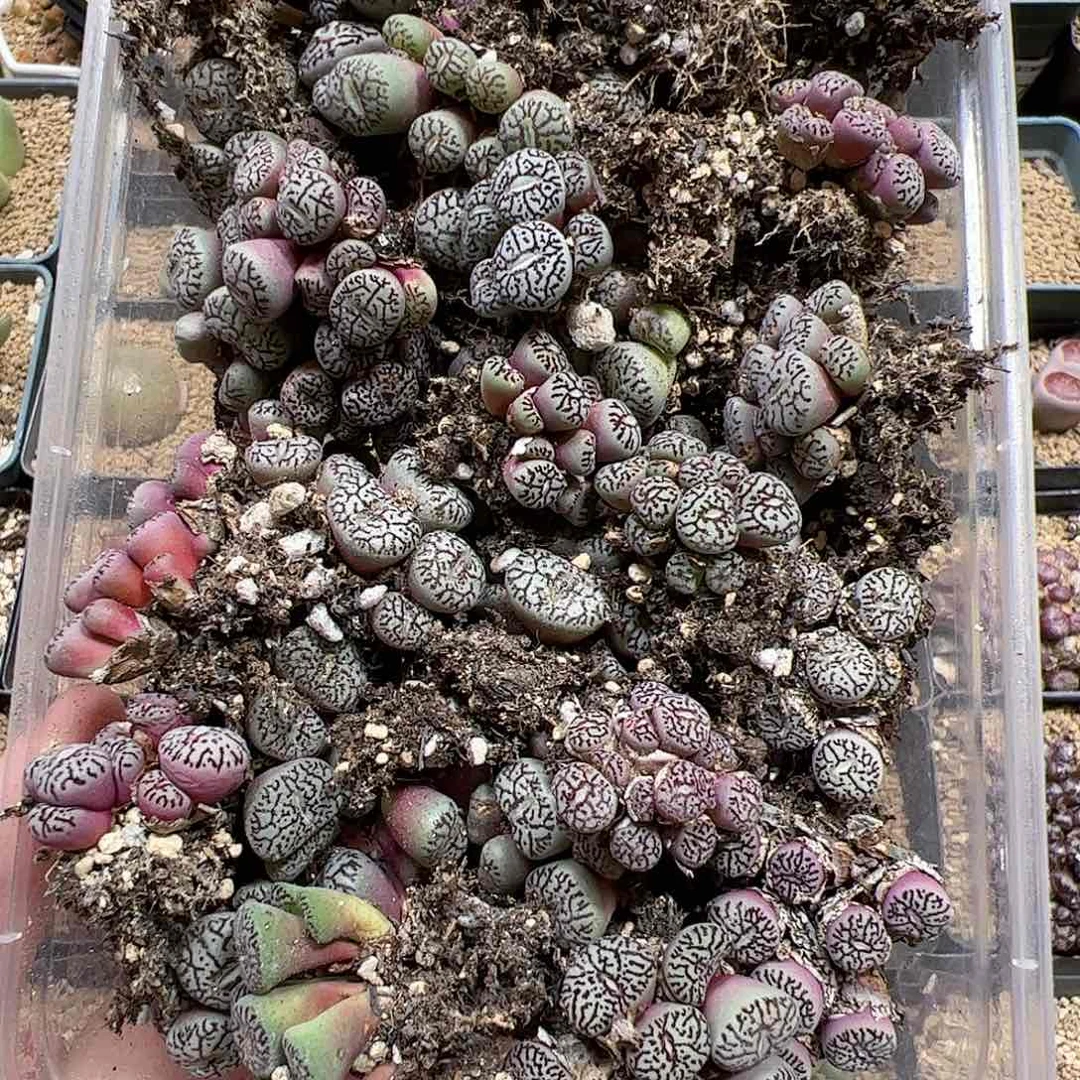 【闪购商品】4 超墨 好 一盒福利