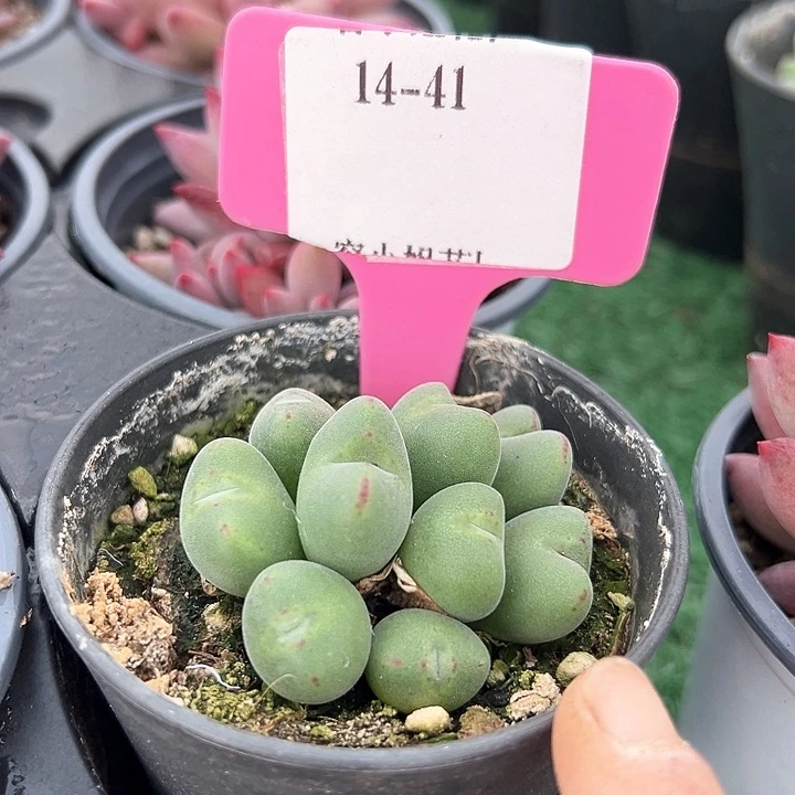 14.41口迪一个带盆