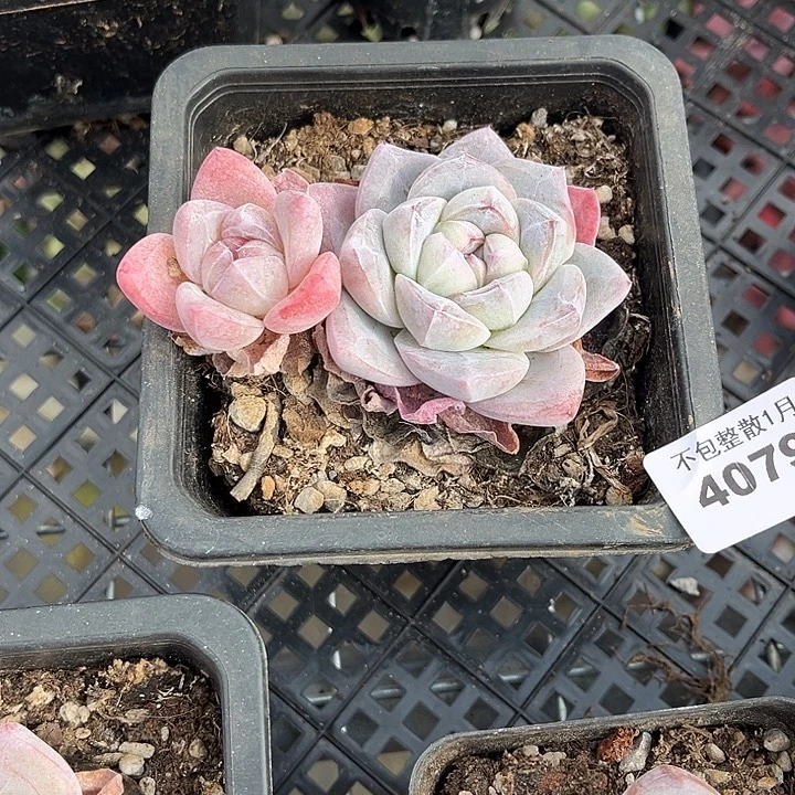 阿雅园艺。       4079冰玉