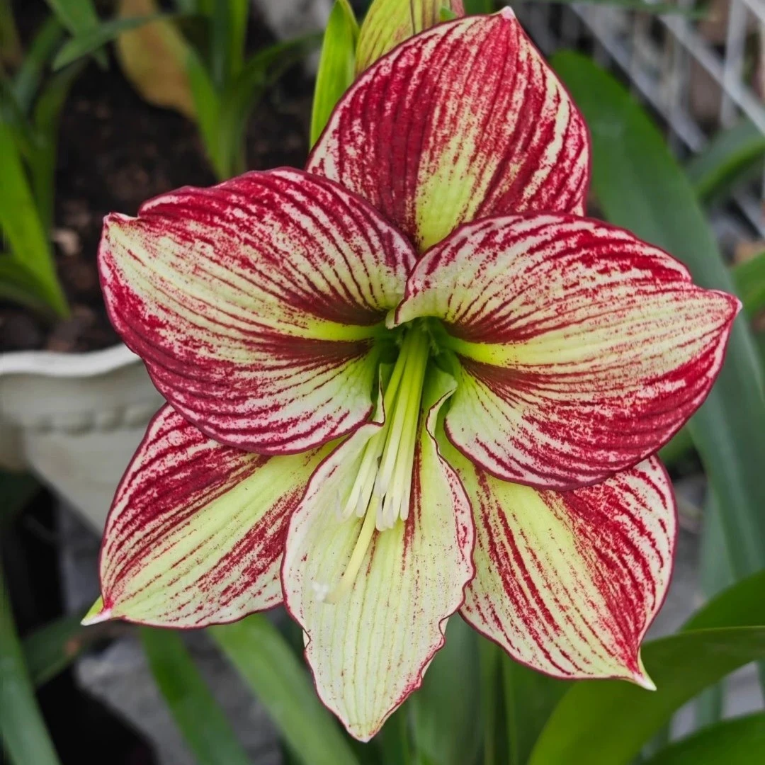 越南单瓣朱顶红-2.5+，活室内外盆栽花卉