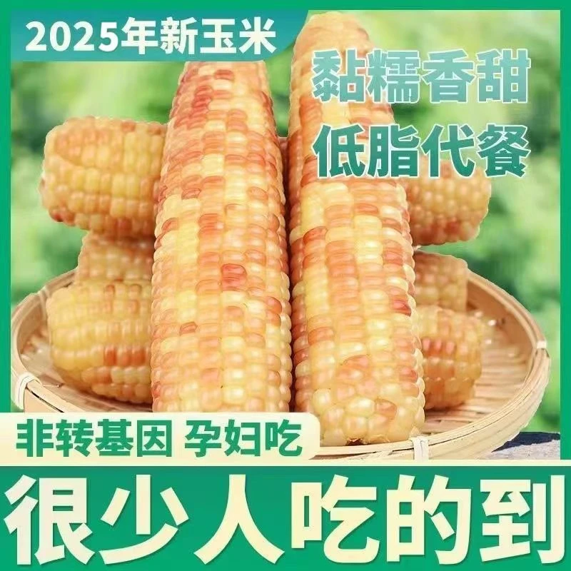【试吃2根】整箱12根25年头茬新鲜花玉米带箱5斤真空花玉米粗粮代餐