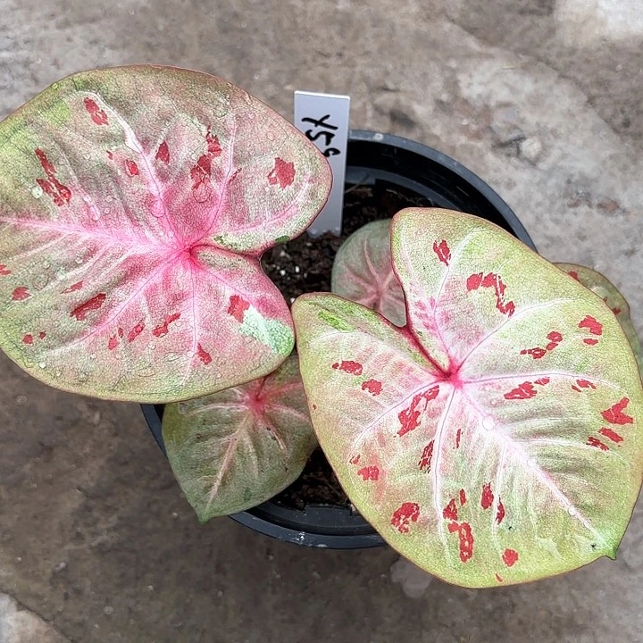 武****?59-0214彩叶芋广东现货