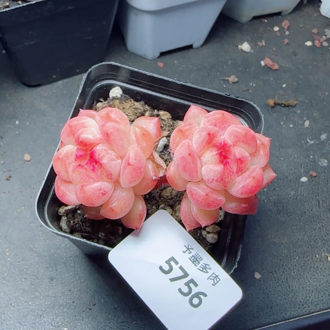 长杆甜心，5756多肉植物
