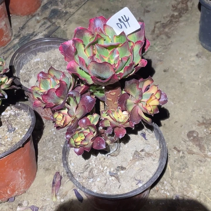 雨***天法师植物魅影法师094