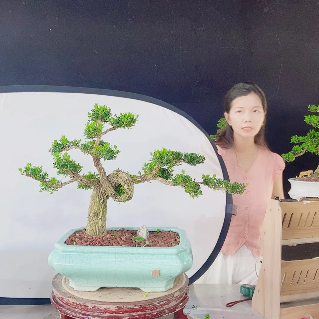 当前无花朵，栽培后可花朵