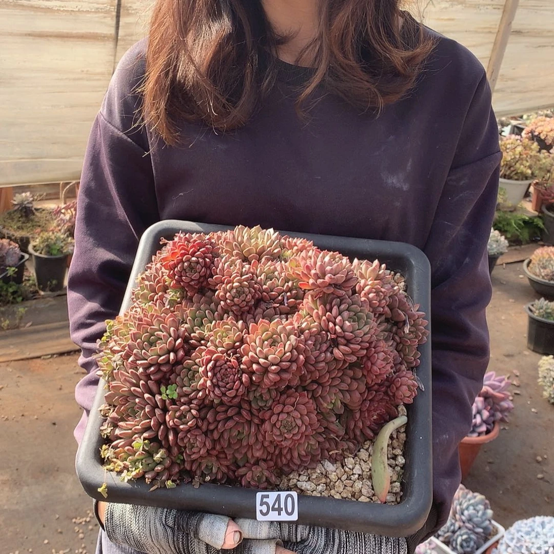 540红宝石 一物一拍多肉