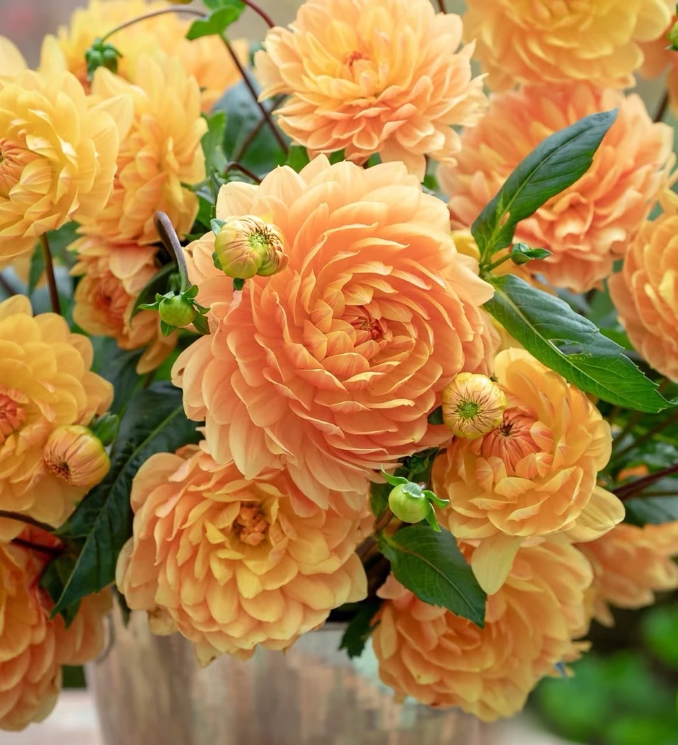 【兰乔】进口多年生种球地栽盆栽送肥料