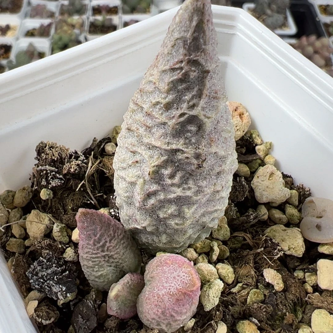 融化纹冰激凌大苗纹路款多肉植物