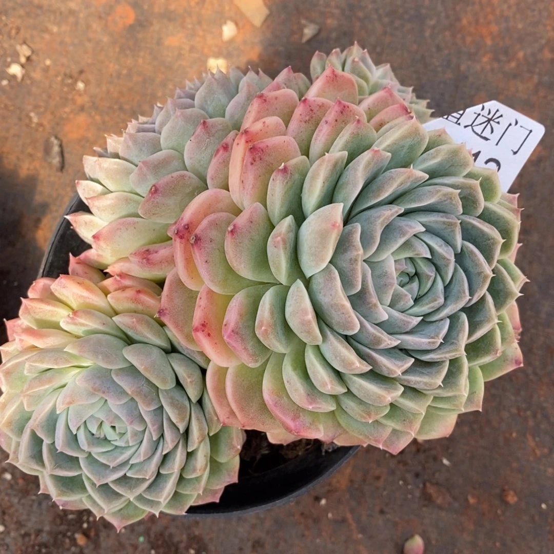 尐*糊杂交精品多肉5412~13厘米