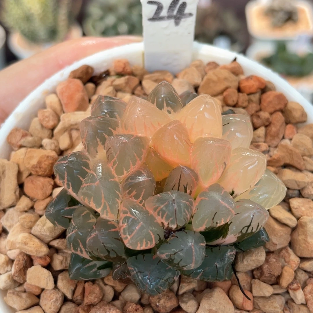 24灵溪锦。