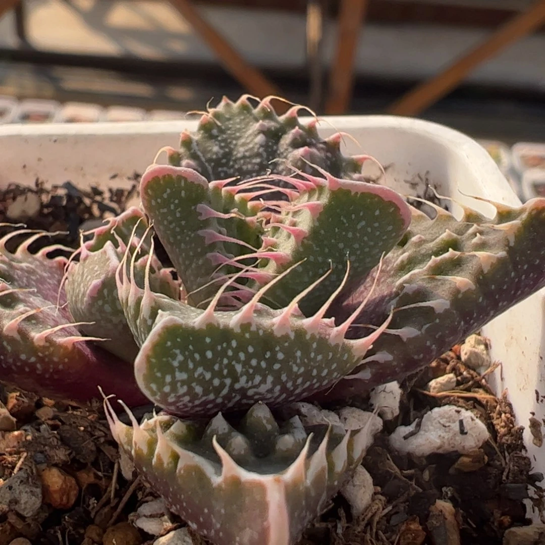 狂澜怒涛多肉植物