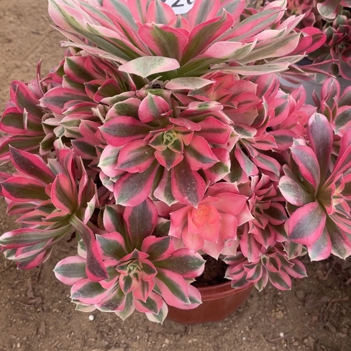无花朵926多肉植物粉女巫