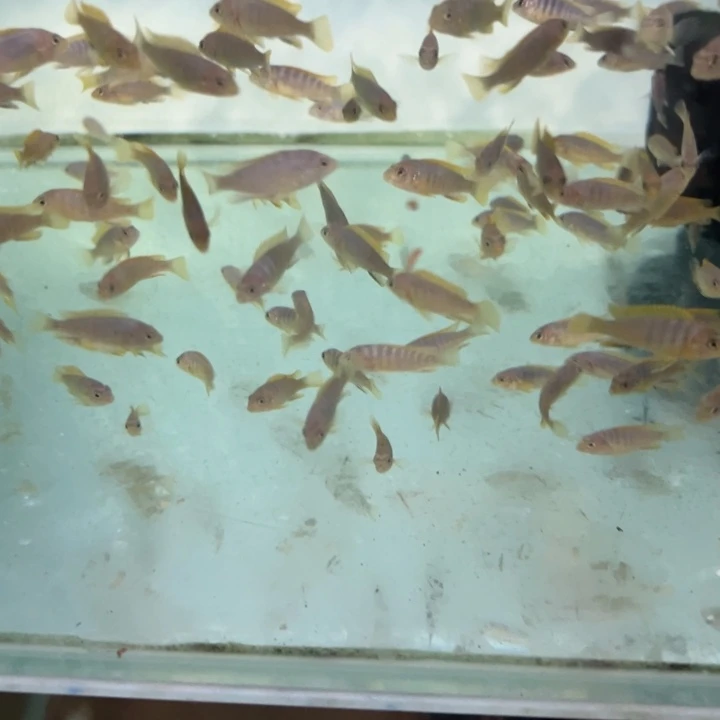 海水鱼三湖慈鲷，热带淡水鱼