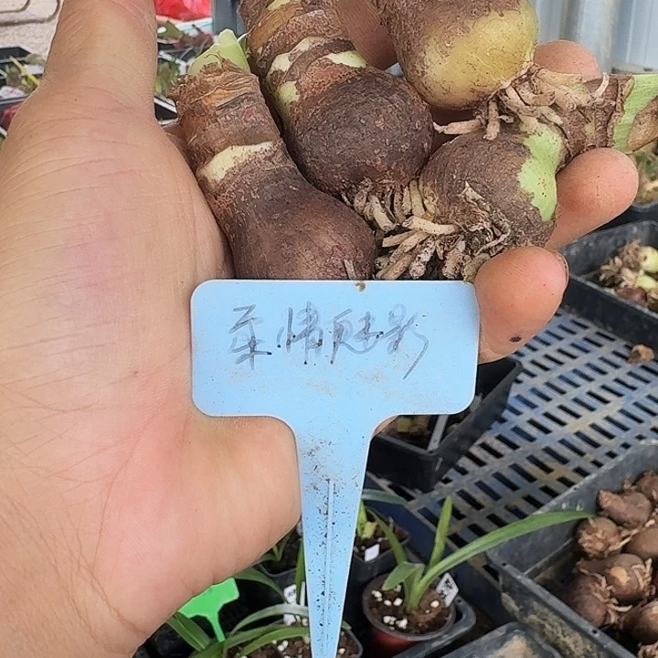 柔情魅影朱顶红一棵3左右