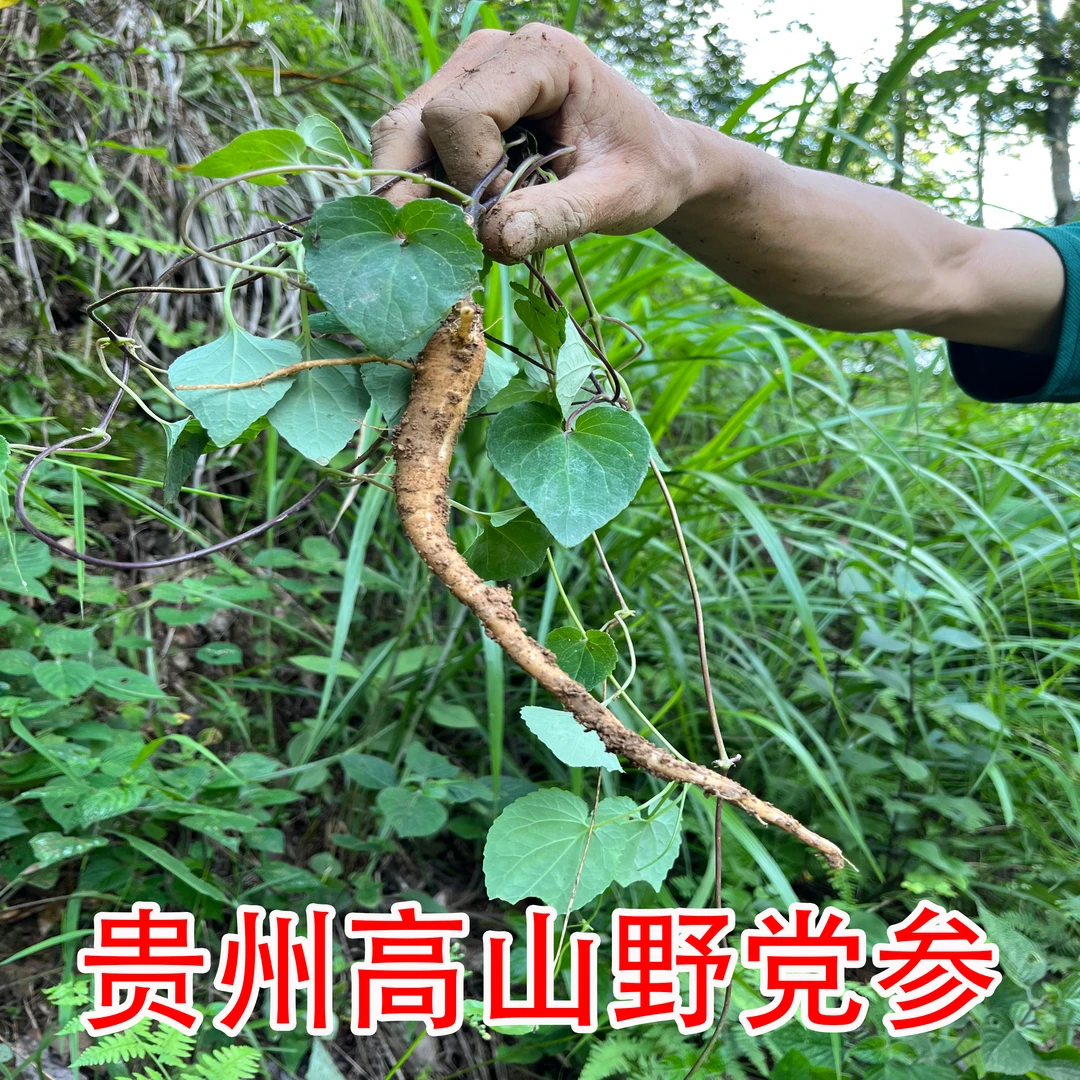 贵州高山野生党参