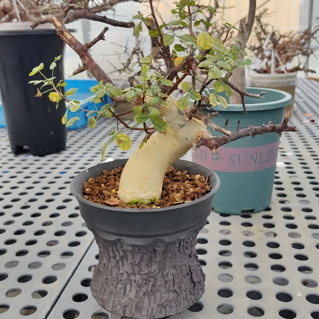 正白皮卡塔夫熟桩带盆